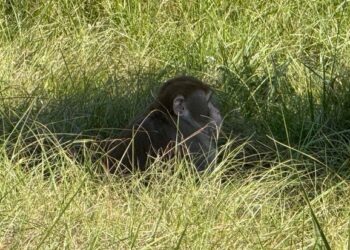 Mississippi woman kills escaped monkey, fearing for her children’s safety