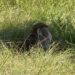 Mississippi woman kills escaped monkey, fearing for her children’s safety